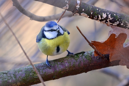 pimpelmees (Cyanistes caeruleus) 1-2018 8969